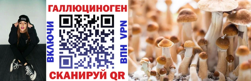 Псилоцибиновые грибы Cubensis  Благовещенск 